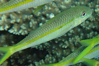 Mulloidichthys flavolineatus - Seitenfleckbarbe (Seitenfleck- bzw. Gelbstreifen- Meerbarbe)